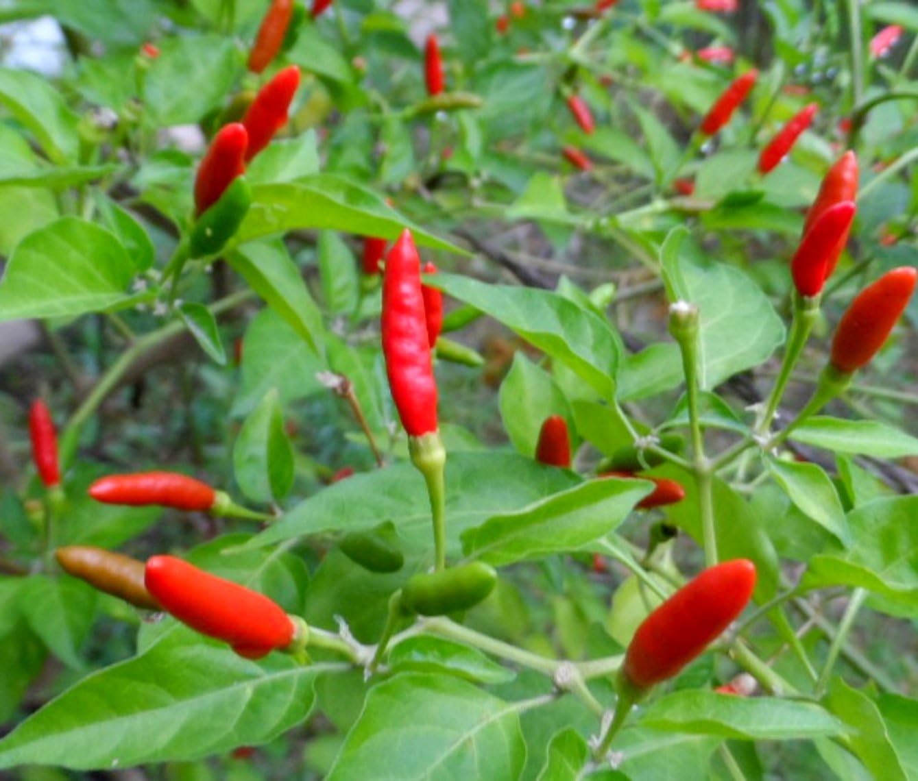 Chilli Pepper Seeds Thai Hot Pepper Seeds Hottes Birds Eye Chili Seeds