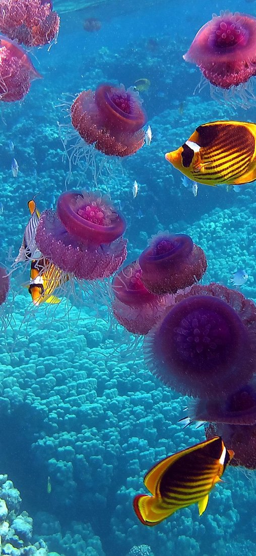 PeelitStickit Underwater, Undersea Wall Murals, ID-081, vinyl