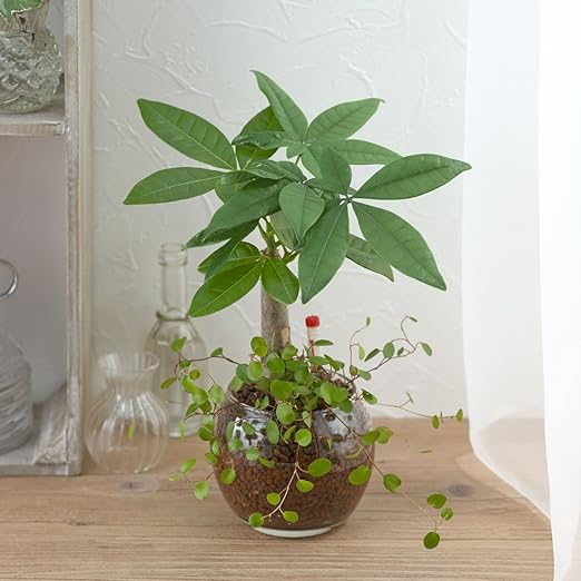 風水的に運気が上がる観葉植物11選 寝室 リビング 玄関 トイレなど場所ごとに紹介 Feely フィーリー