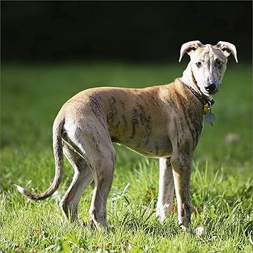 greyhound terrier