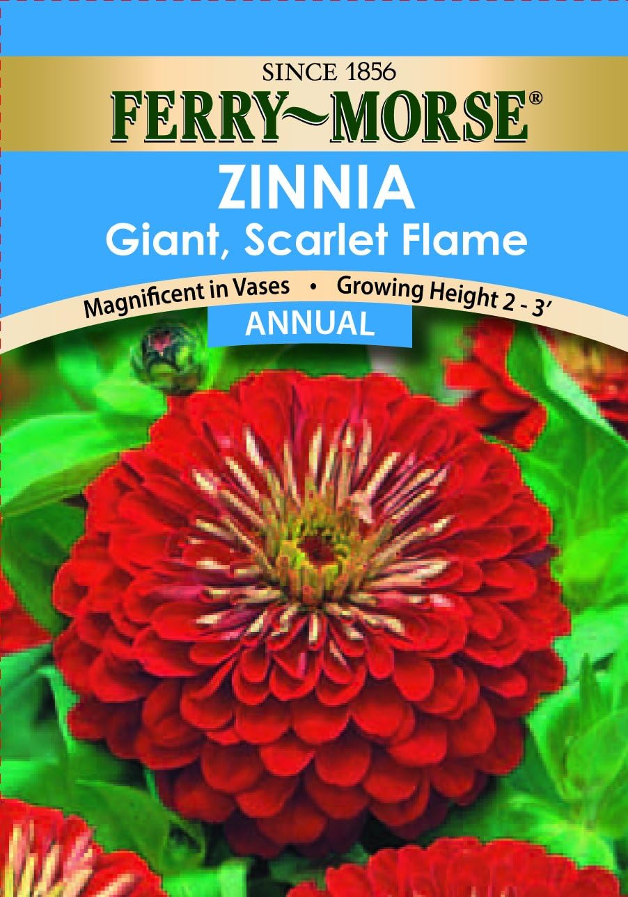 FerryMorse 1175 Zinnia Annual Flower Seeds, Giant Double