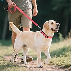 Joytale Reflective Dog Collar,Soft Neoprene Padded