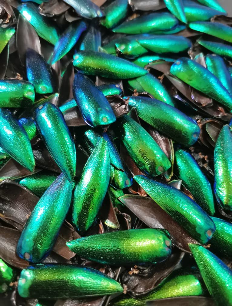 Jewel Beetle Elytra Green Wings Sternocera Aequ Natural Taxidermy Fashion Design- 100 Pcs.