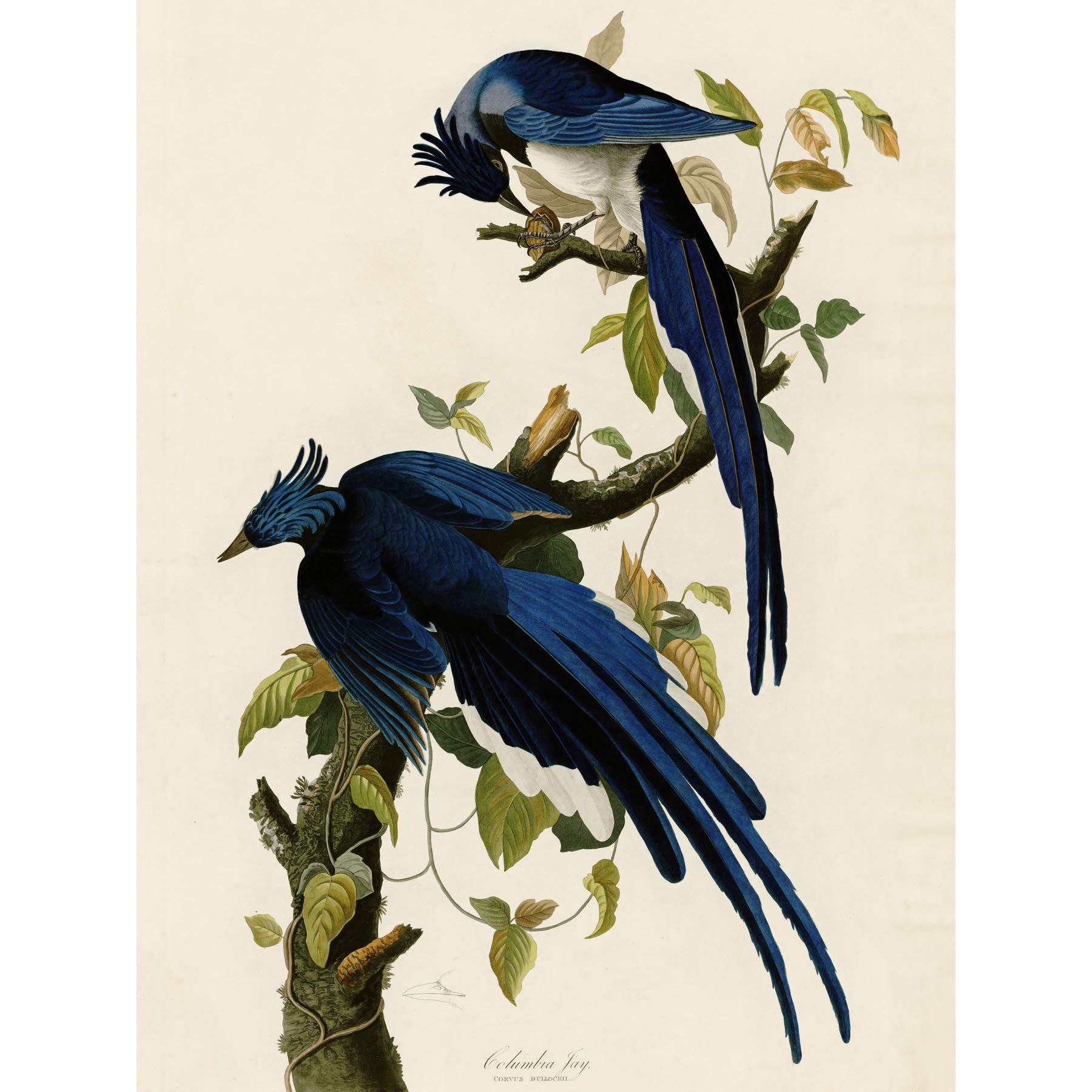 Artery8 Audubon Birds Columbia Jay Painting Premium Wall Art Canvas Print 18X24 Inch