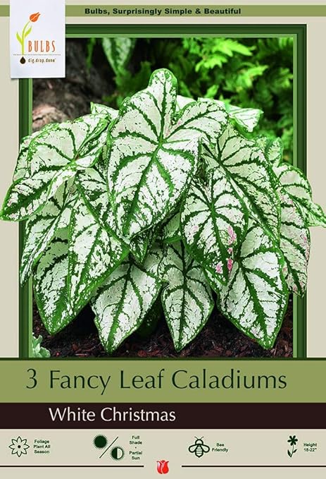 Amazon Com Caladium White Christmas 3 Bulbs White Green Veins Garden Outdoor