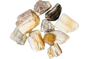 Crystal Allies Materials: 1 Pound Bulk Half Tumbled Petrified Wood Crystal Reiki Healing Stones Large 1"
