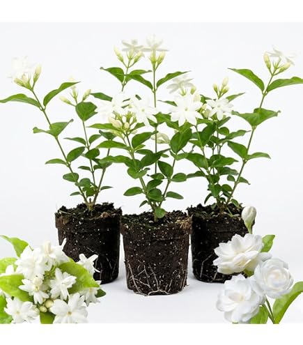 Amazon.com : Arabian Jasmine Plant, Most Fragrant Flowers Potted Plant :  Patio, Lawn & Garden