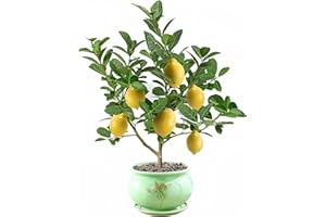 ANDAG Bergamot Orange Citron Lemon Tree Live Starter Plant Seeding, 15-17 inch Height Lemon Fruit Tree Great for Home and Garden Yards Planting
