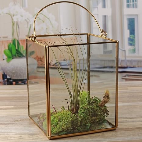 Amazon Com Circleware Terraria Clear Glass Terrarium With Handle Home Plant Decor Metal Frame Design Display Flower Balcony Box And Best Selling Garden Gifts 5 12 X 6 50 Square Gold 5 12x 6 5 Kitchen Dining
