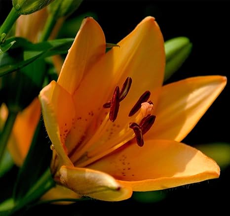 Amazon 多年草 庭の花 細身の茎が特徴で 繊細で美しい花びら 観賞用の花 ユリは上品な外観 珍しい緑のユリ 貴重なカットフラワールーキーです 花ユリ球根 緑の葉 希少植物 庭の球根 2球根 花