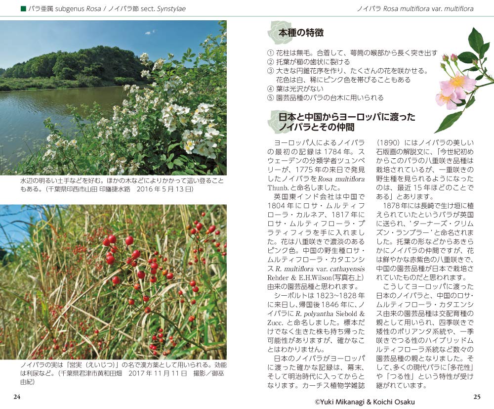 株式販売 野バラ 15本 Www Kedaimasyarakat Or Id