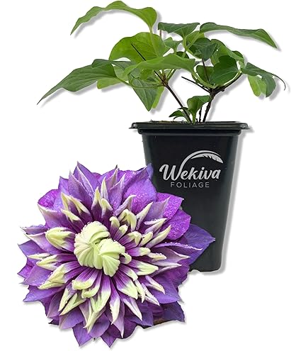 Amazon.com : Clematis John Paul II - Live Starter Plant in a 2