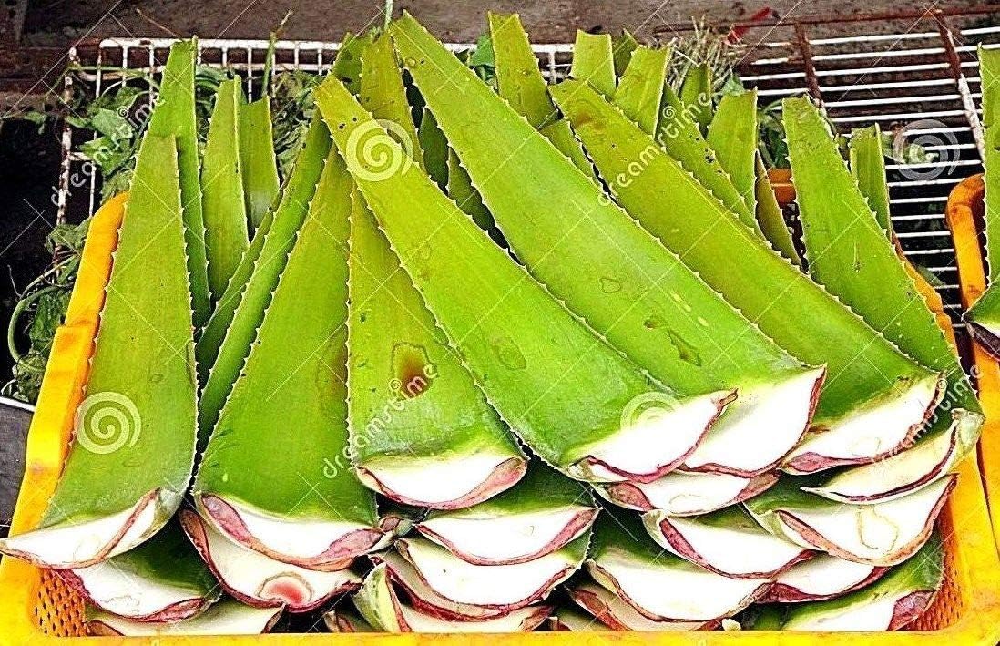 Amazon Com 4 Lbs 64 Oz Fresh Aloe Vera Leaf Barbadensis