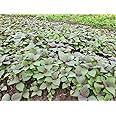 2000 Vietnamese Perilla Seeds - La Tia to - AKA. Shiso Seeds, Perilla Frutescens, Beefsteak Plant, Asian Mint Thai Basil Seeds, Asian Herb, Microgreens/Micro Herbs, Heat & Drought Tolerant