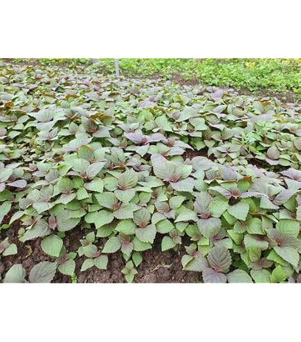 rau vap ca Rau diếp cá