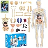 Clear Human Body Structure Model, 3D Human Anatomy Model with Removable Organs & Bones, Detailed Skeleton Model Kit for Anatomy Physiology Study, Educational Science Tool