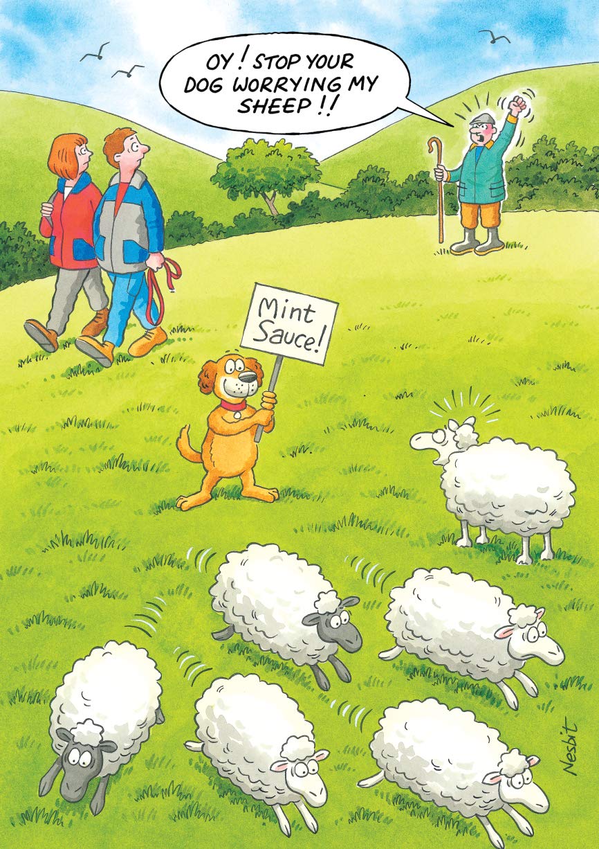 Humorous Birthday Card (RB31530/01) - Sheep - Mint Sauce! - Dog Worrying Sheep