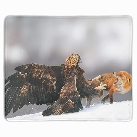 Amazoncom Animals Eagle Fox Fighting Snow Golden Eagles