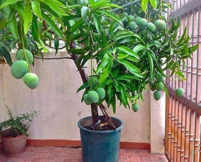 Creative Farmer Live Plant Garden Rare Mango Fruit 1 Grafted - Variety : Moovandan All Season (1 Healthy Live Fruit Plant)