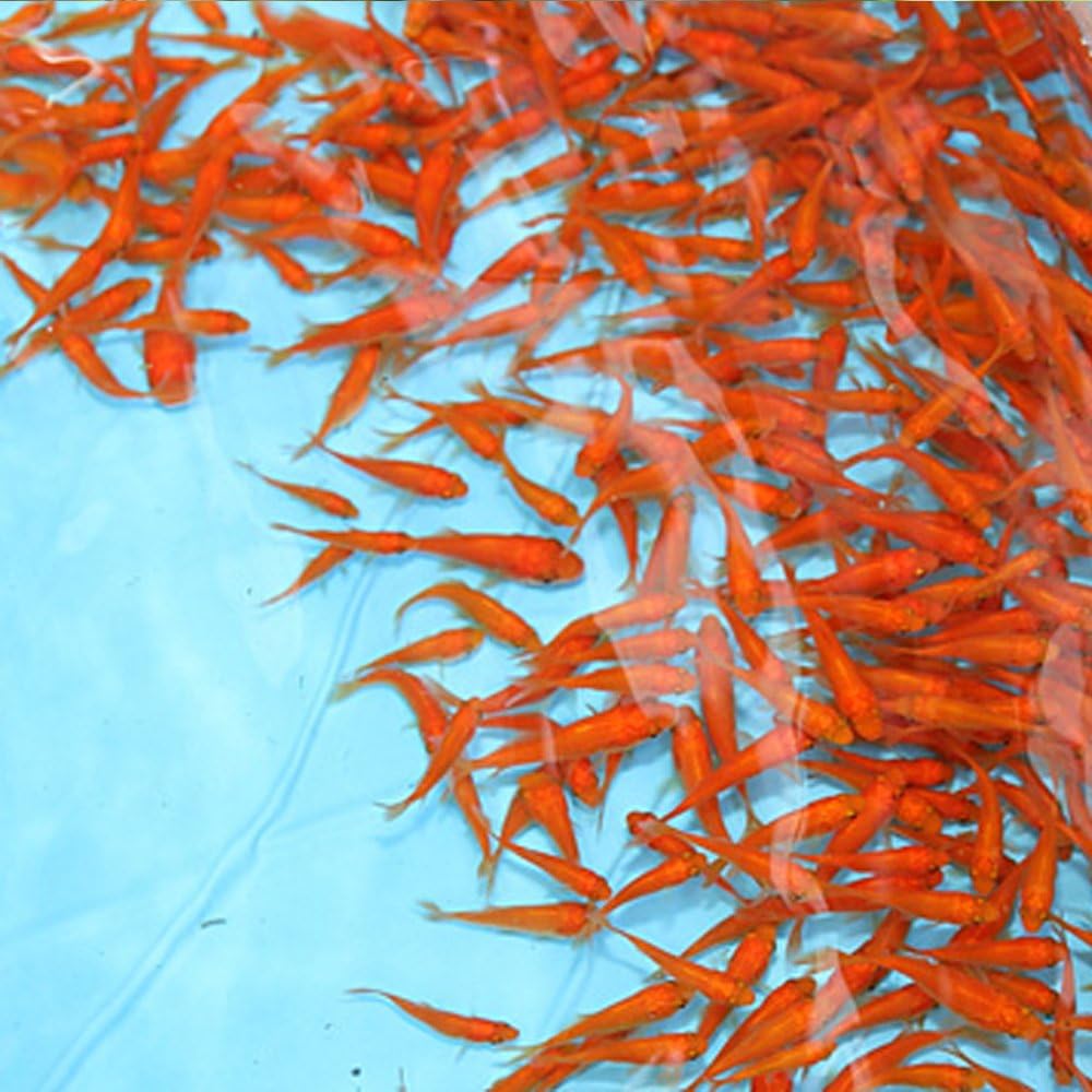 Amazon 生体 金魚 小赤 餌金 100匹 エサ用金魚 観賞用 Emuwai Emuwai 観賞魚 水中生物 通販