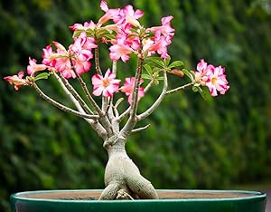 Natures Buggy Adenium Live Plant