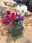 Mammoth Mixed Sweet Pea Seeds – 50ct – Everwilde Farms (Mylar Packet, 2024 Crop)