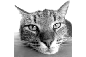 Cat Breeds Quiz