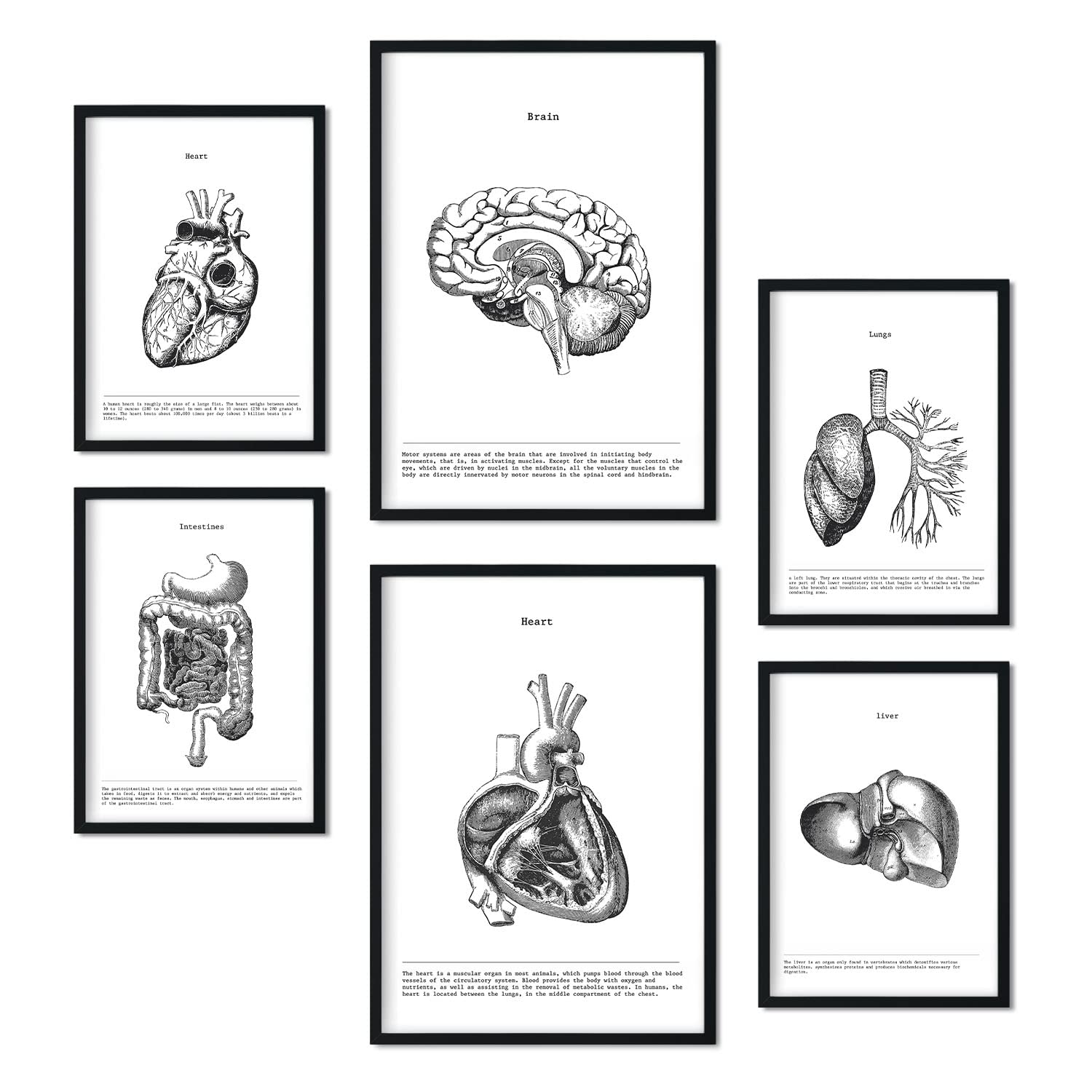 Nacnic Set of 6 posters of internal organs. Collection of plates with aesthetic collage for interior decoration. Sizes A3 and A4. Frameless.