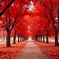 2 Red Maple Trees - 12-18" Tall Live Plants - Fast Growing Trees - Acer rubrum - (2 Pack)