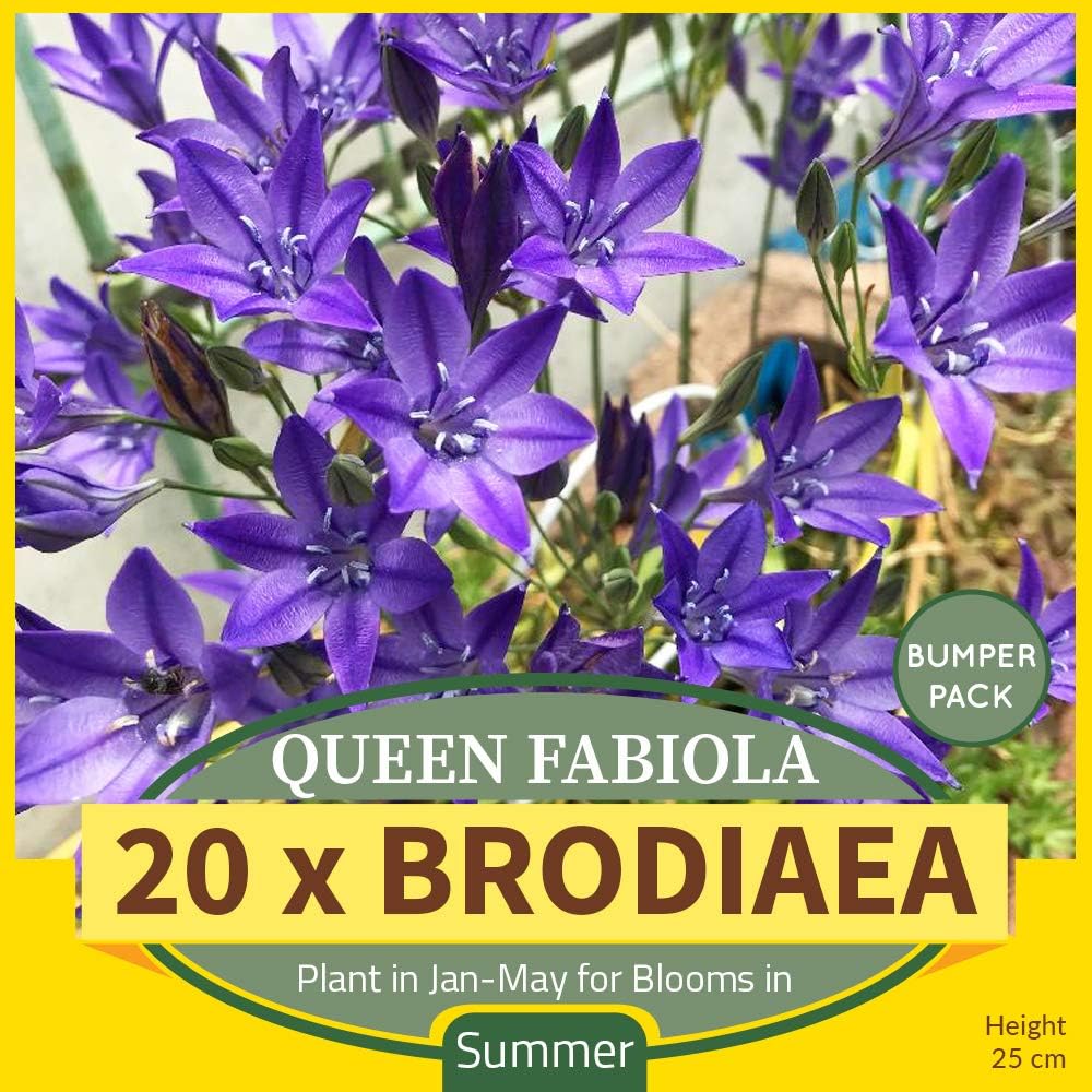20 x Brodiaea Queen Fabiola Award Winning Blooms Makes a Great Cut