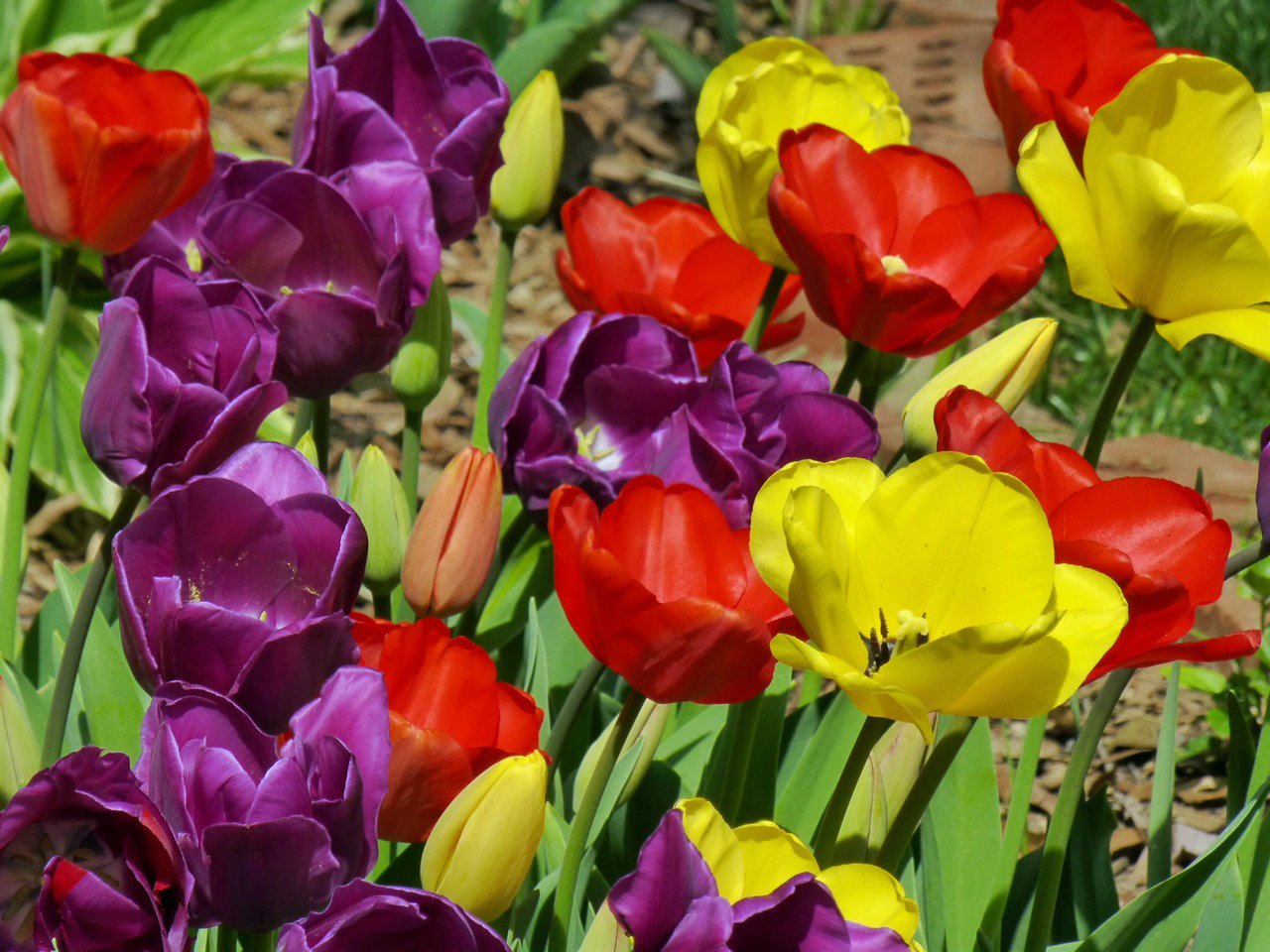Tulip Bulbs Purdy 20 Bulb deep Purple Poppyred Golden Yellow Flowers