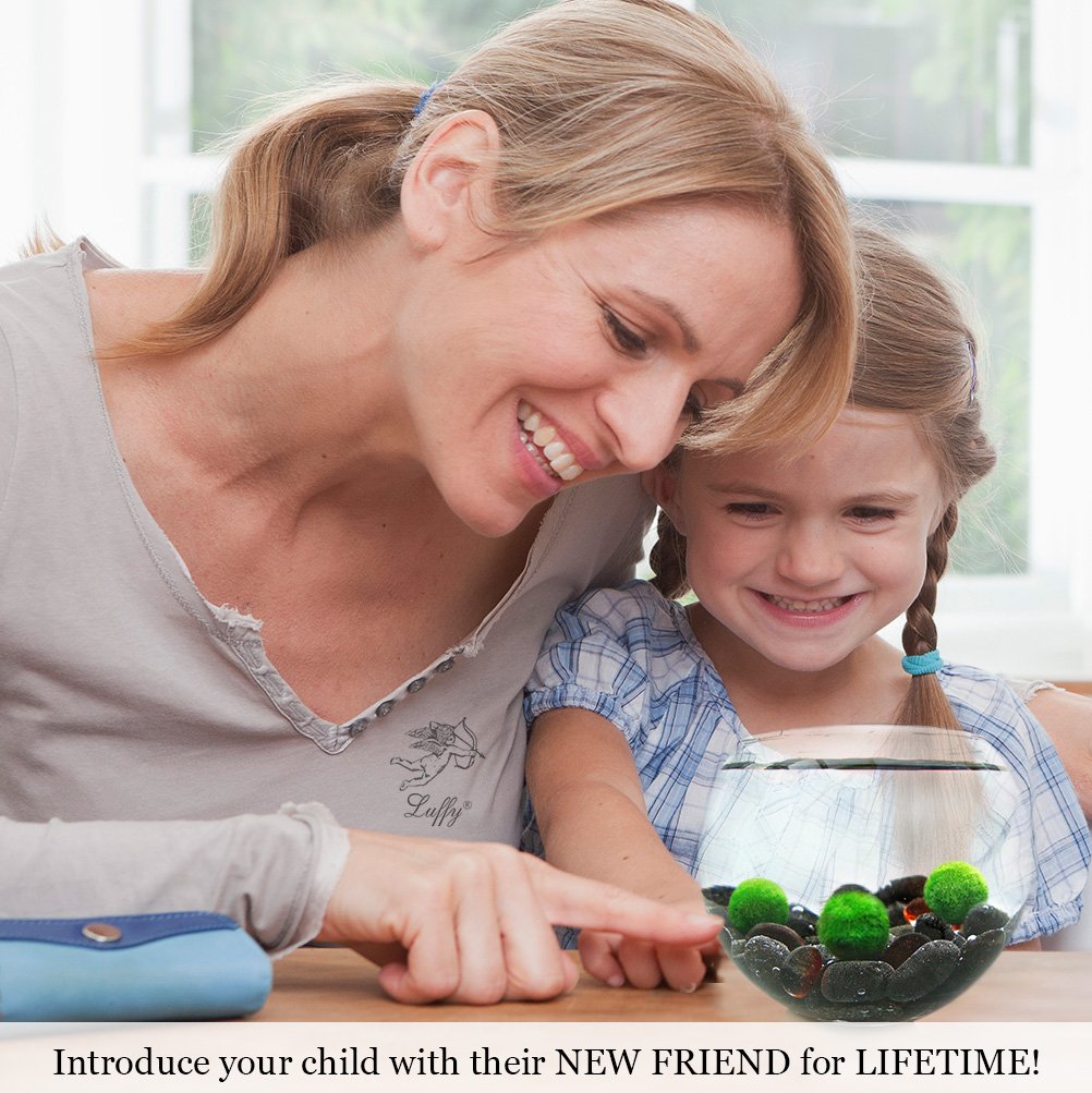 Luffy Pet Plant for All Ages -- 6 Nano Moss Balls - Friendly, Compact & Low Maintenance Aquatic Pet - Lifelong Friend - Ideal for children or adults with busy schedule or little space