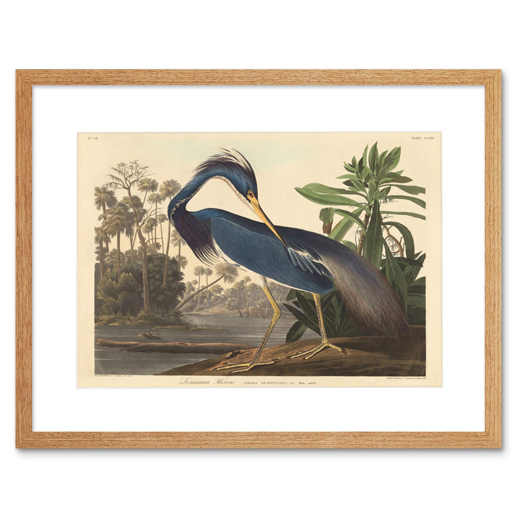 Wee Blue Coo Audubon American Louisiana Heron Framed Wall Art Print