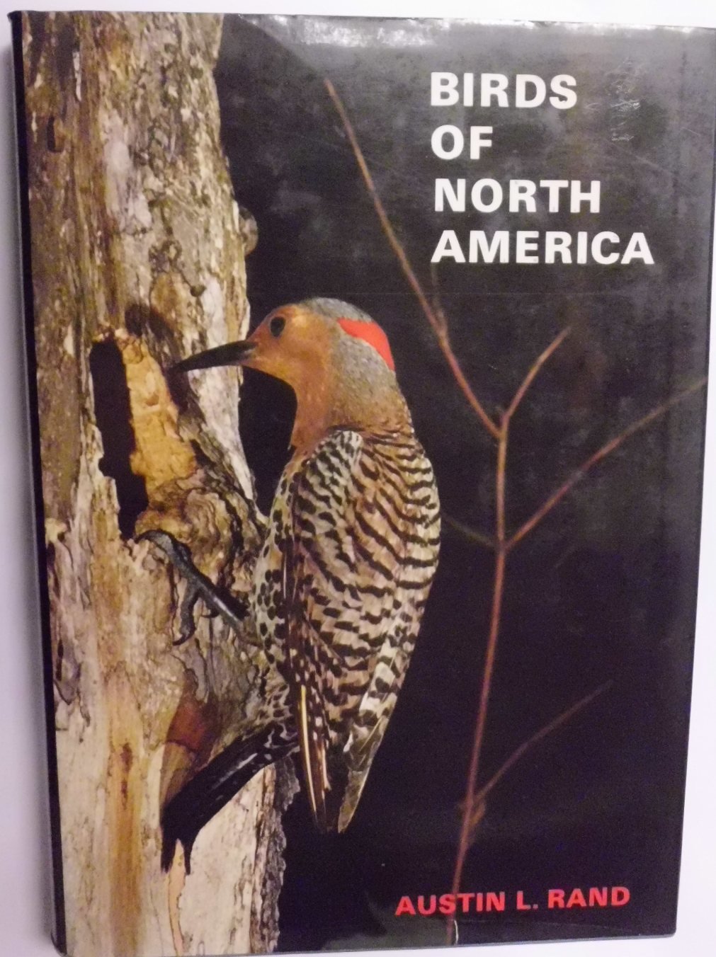 Birds Of North America By Austin L Rand Illustrator Including 66
