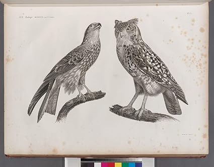 Amazoncom Prints Poster Zoologie Oiseau 1 Milan Noir