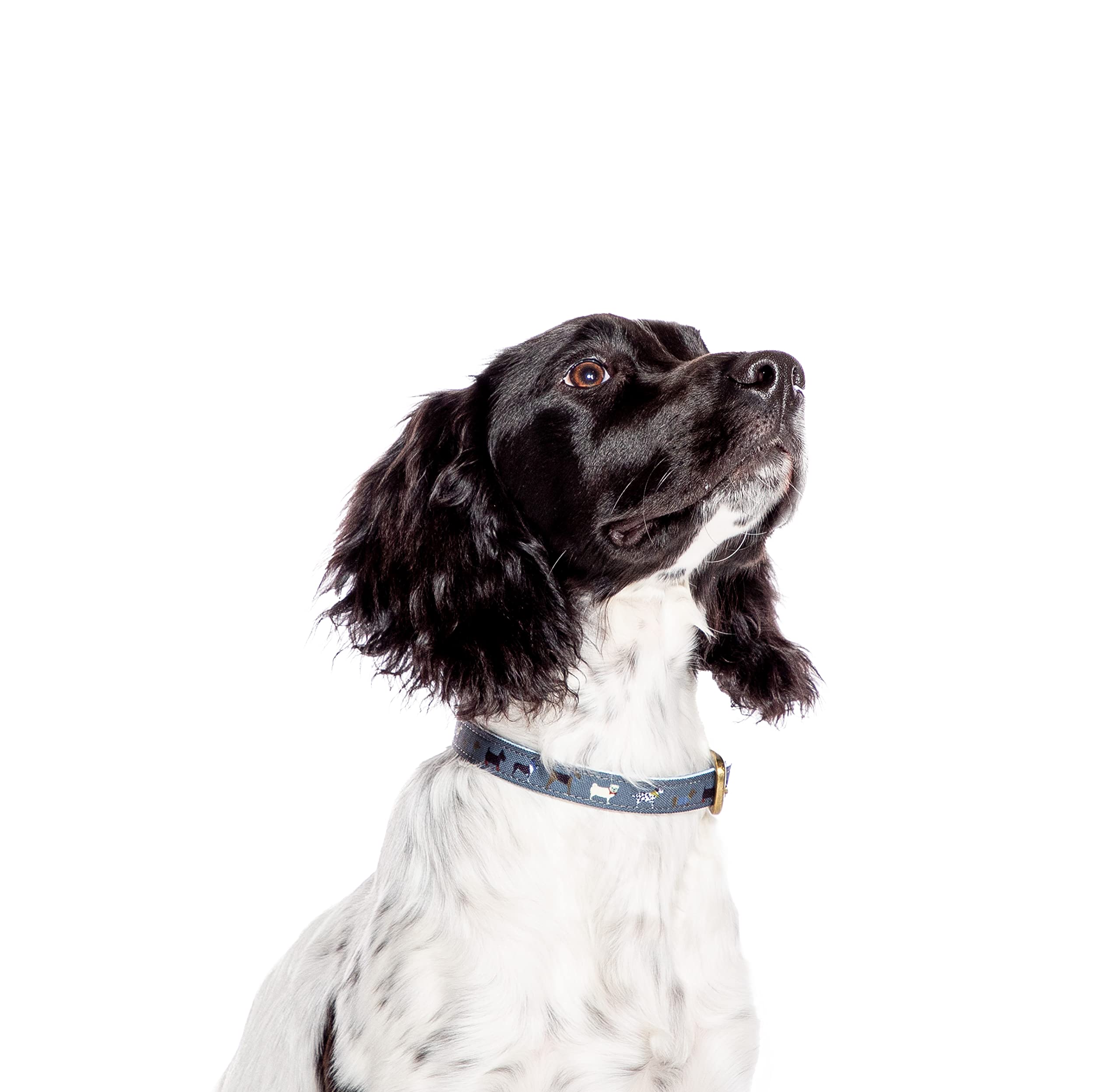 Danish Design FatFace Marching Dogs Woven Genuine Leather Trim Metal Buckle Blue Dog/Puppy Collar Small 15mm 35-45 cm