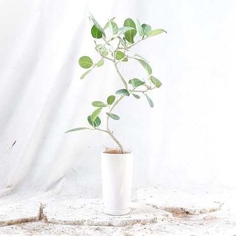 Amazon ベンガレンシス 陶器鉢 5号 80 程度 観葉植物 室内向け 沖縄から直送 観葉植物 オンライン通販