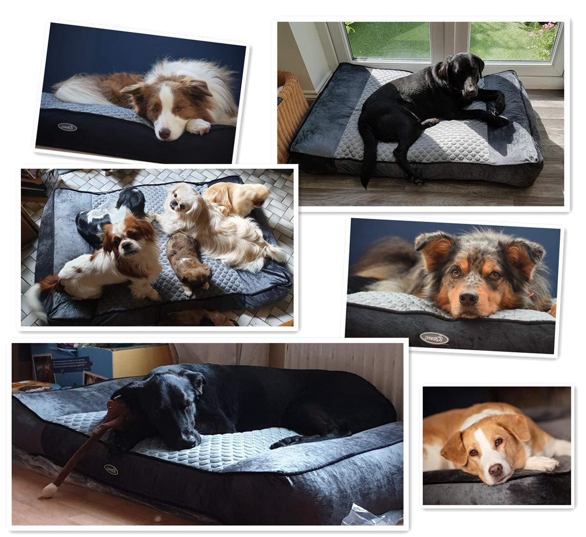 Pecute Medium Dog Bed(74X48cm), Shredded 15 cm Memory Foam Orthopaedic Pet Bed for Good Support,Warm Plush & Cool Silk Double Sided Design Four Seasons Available,Removable Cover Washable Easy to Clean