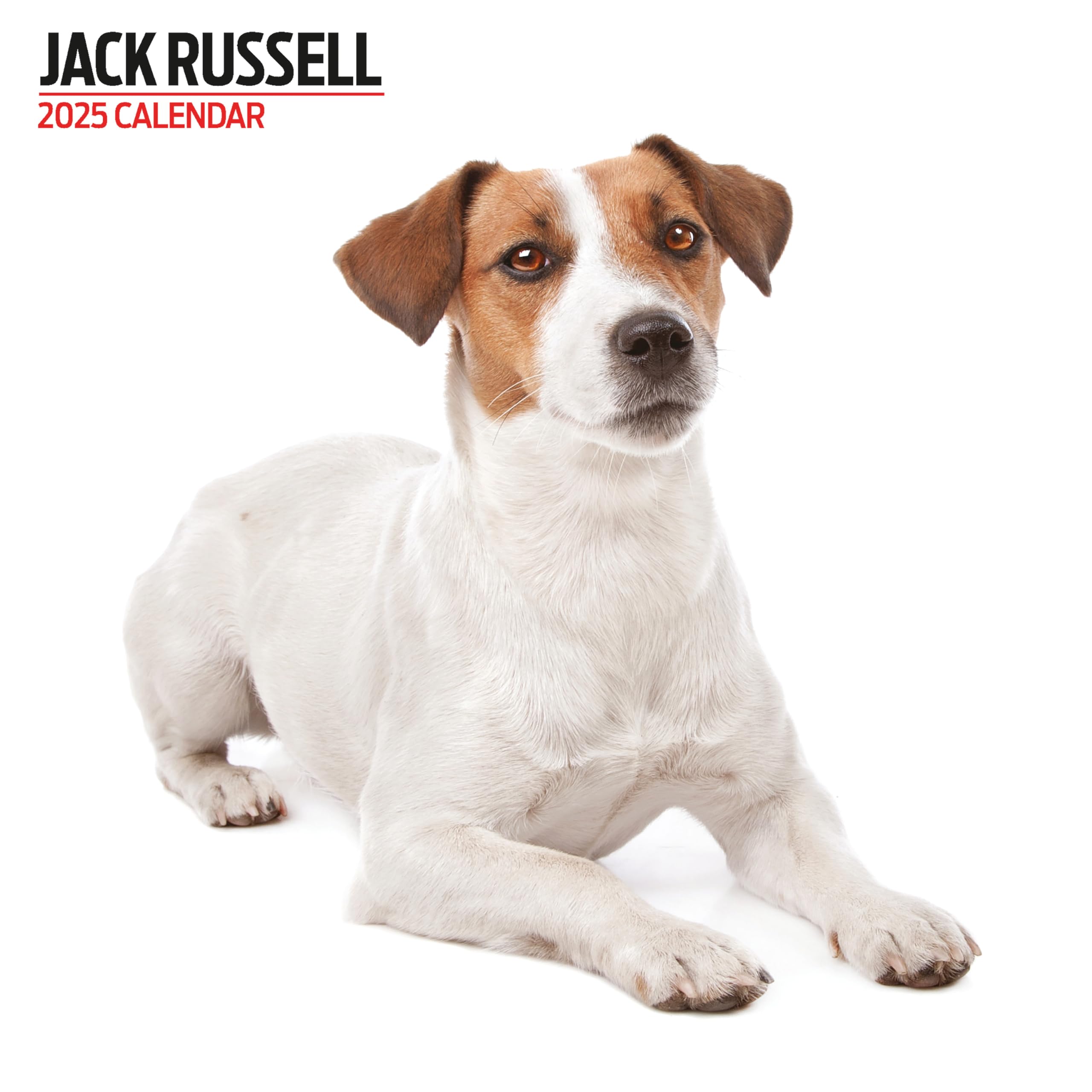 Jack Russell 2025 Modern Calendar