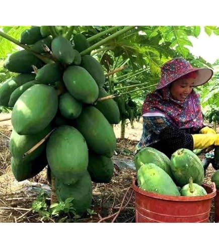Amazon.com : Hawaiian Solo Papaya WAIMANALO X-77 Seeds (25
