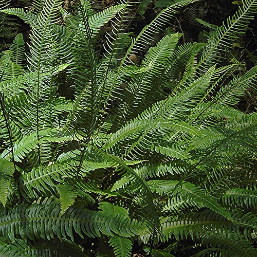 Blechnum spicant 9cm Pot Size