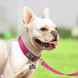 Joytale Reflective Dog Collar Medium Neoprene Padded Heavy Buckle Hotpink view 6