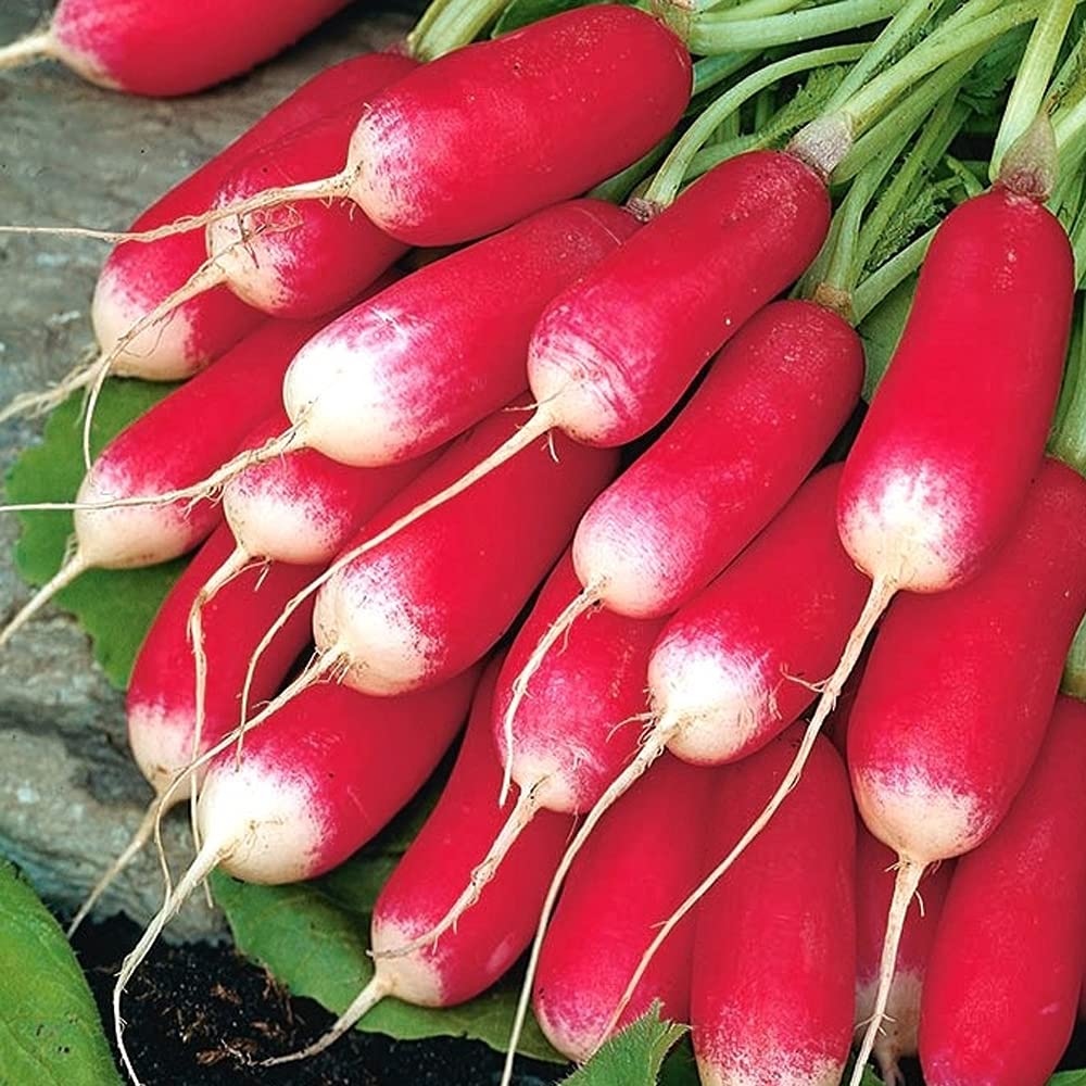 Radish French Breakfast 3 Seeds – Pack of 200 Seeds – SOW Direct INTO Your Garden – Cylindrical Roots Rosy Red/White Tip – Ready to Harvest in 4-6 Weeks – for Your Kitchen Garden