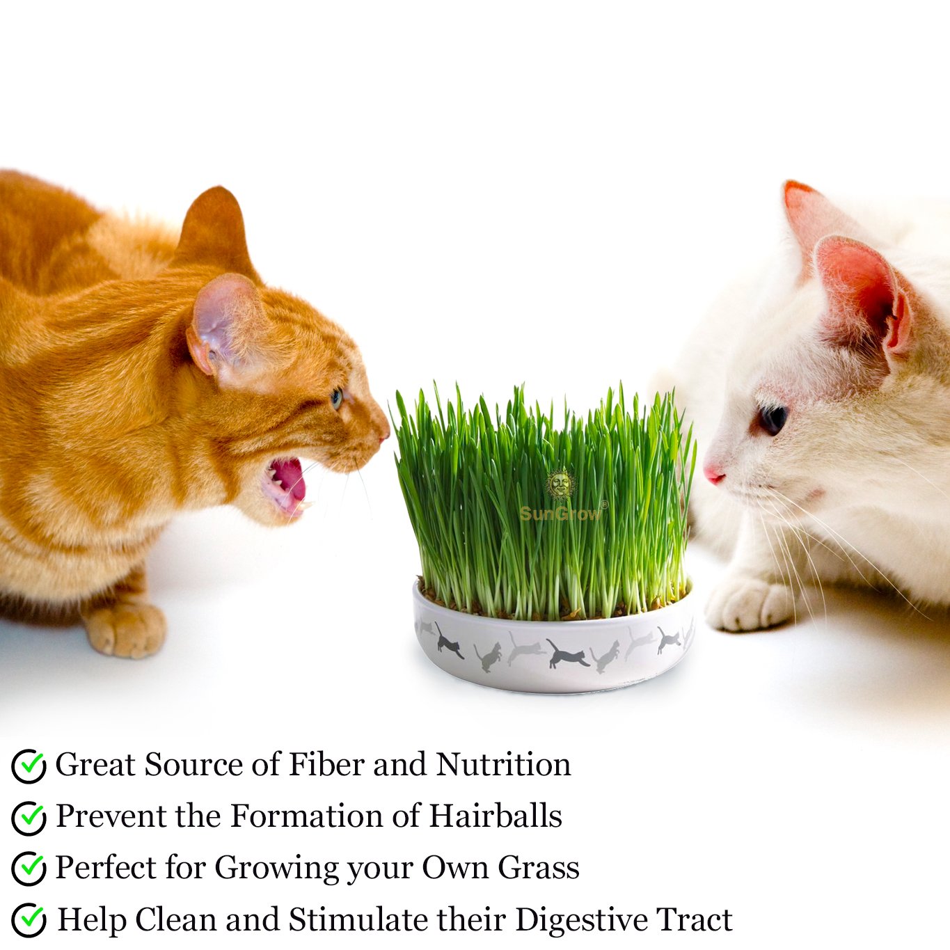Wheatgrass Seeds for Cats by SunGrow - Aids faster digestion - Prevents furballs - Rich in essential amino acids - Fast, Thick and Easy growth Petgrass - Organic Non GMO seeds - 100 seeds per pack