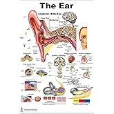 Blue Tree Publishing The Ear Poster 24"x36" &mdash; Laminated Anatomy Chart of Organs of Hearing and Balance for Audiologists, ENTs &amp; Medical Education