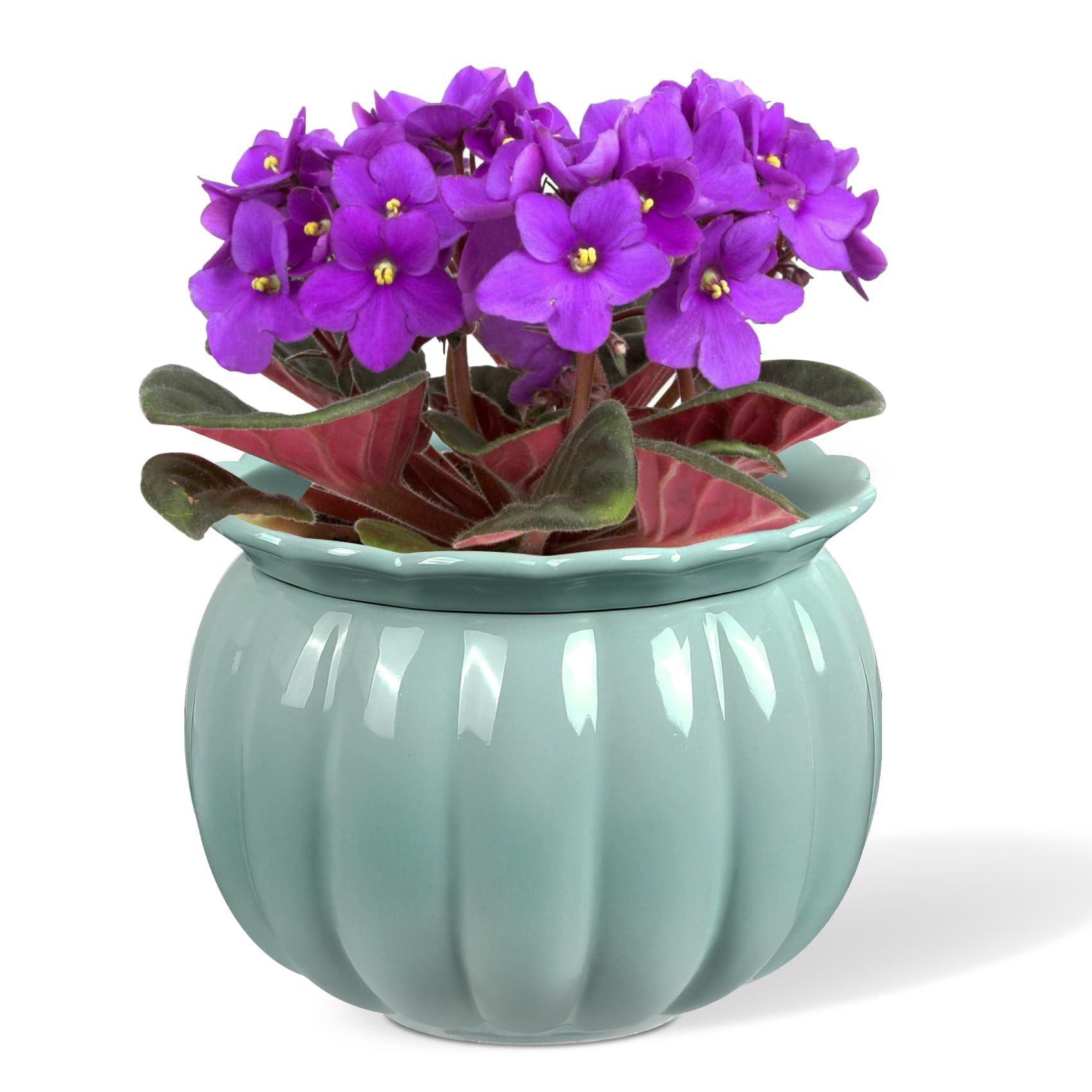 Photo 1 of *Damaged/chipped* LITUDISO African Violet Pots, Self-Watering Ceramic Planter for Indoor Plants – 6 Inch Pot for Succulents, Herbs & Small Houseplants, Decorative Self-Watering Pot for Home & Office, Blue