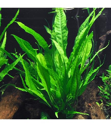 Amazon.com: Bucephalandra SP. Wavy Green - Rare Live Aquatic Plant