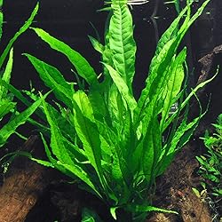 AquaLeaf Aquatics Java Fern Bare Root