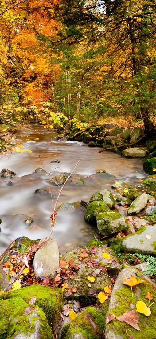 PeelitStickit, Beautiful Nature Wall Murals, ID-2846, vinyl