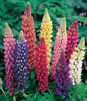 Lupine Russell Strain Mix - Lupinus polyphyllus - Blume - 100 Samen